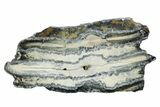 Mammoth Molar Slice With Case - South Carolina #349969-1